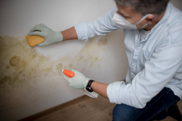 Best Mold Removal Company Near Me  in Hildebran, NC