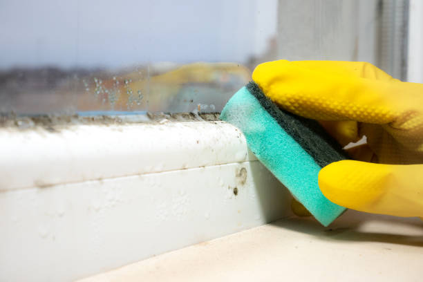 Best Emergency Mold Removal  in Hildebran, NC
