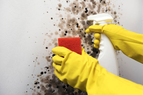 Mold Testing and Removal in Hildebran, NC