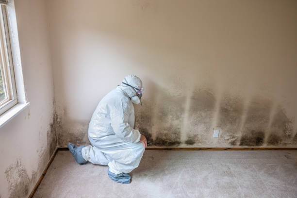 Best Mold Inspection  in Hildebran, NC
