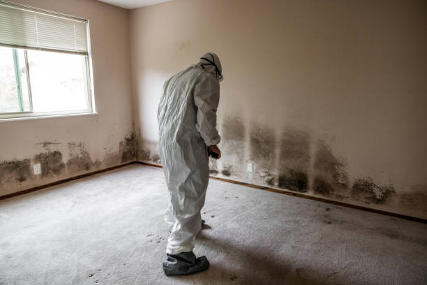 Best Toxic Mold Removal  in Hildebran, NC
