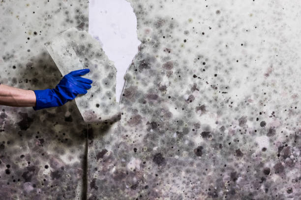 Best Mold Testing  in Hildebran, NC