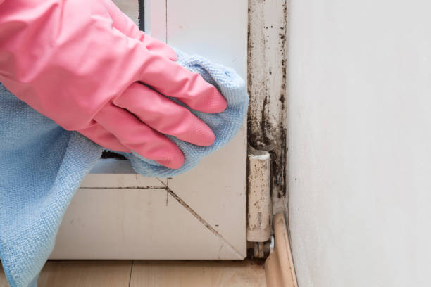 Best Emergency Mold Removal  in Hildebran, NC