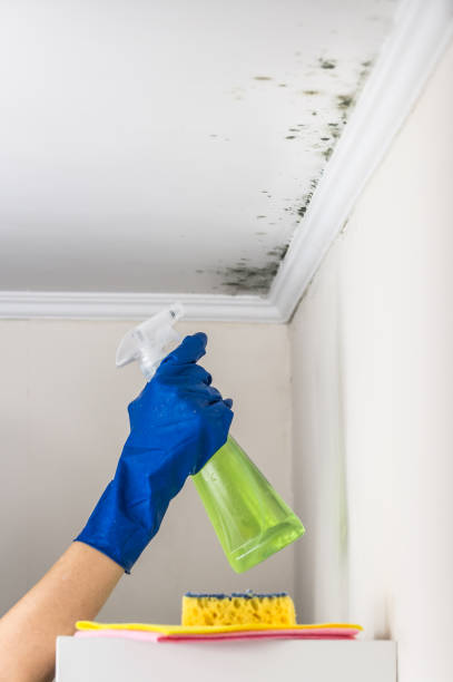 Best Affordable Mold Removal  in Hildebran, NC