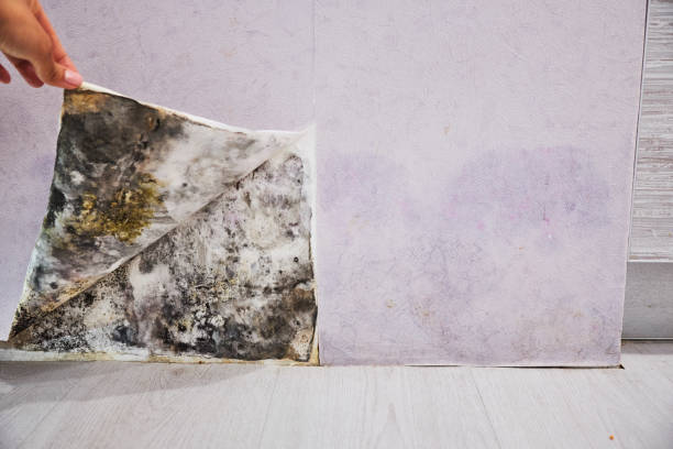 Best Fast Mold Removal  in Hildebran, NC